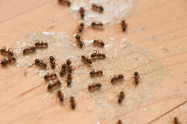 Best Cockroach Control Services  in Lakewood Clu, MI