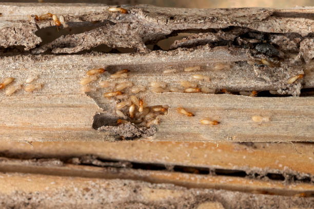 Best Rat Extermination Near Me  in Lakewood Clu, MI